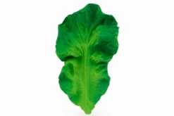 Kendall Le Chou Frisé De Dentition - Oli & Carol