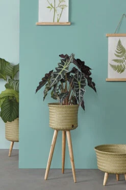 Cache-pot Up Low - Handed By 13 Cache-pot Up Low - Handed By -Décorer Les Cadeaux 4593fe 118e872b82b349daa82c051cabdce9c6mv2