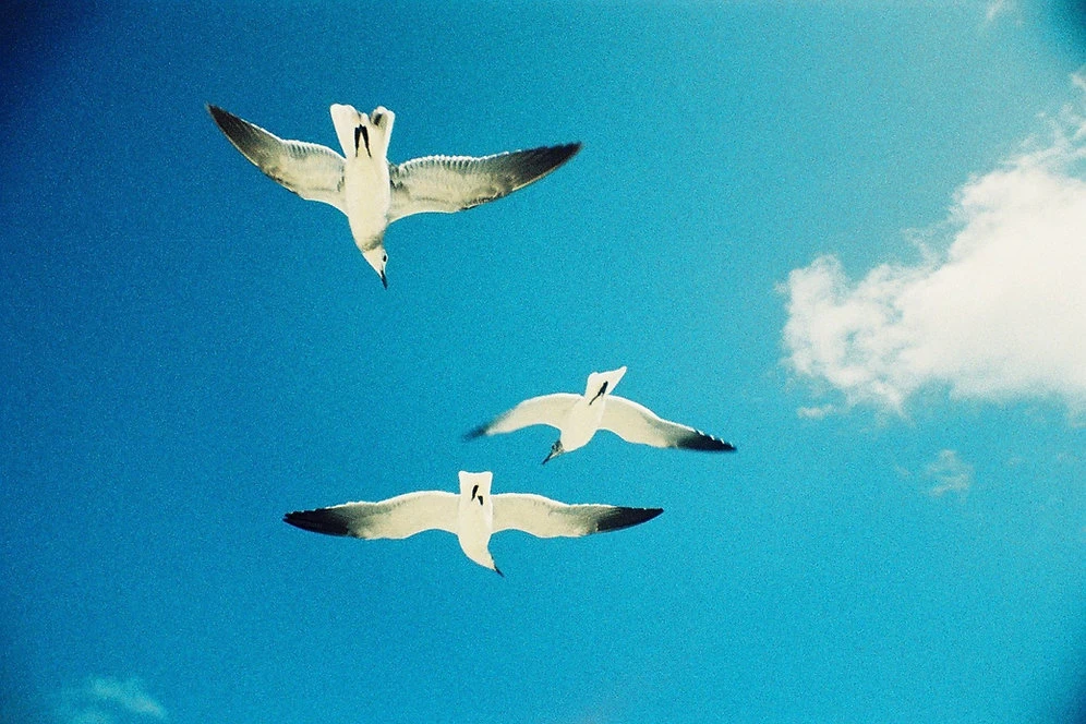 Appareil Photo Argentique - La Sardina 4 Appareil Photo Argentique - La Sardina – Image 4