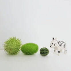 Pole Pole Zèbre En Bois - T Lab -Décorer Les Cadeaux 4593fe a772539b2b1643bb865613cea3a6d1cdmv2